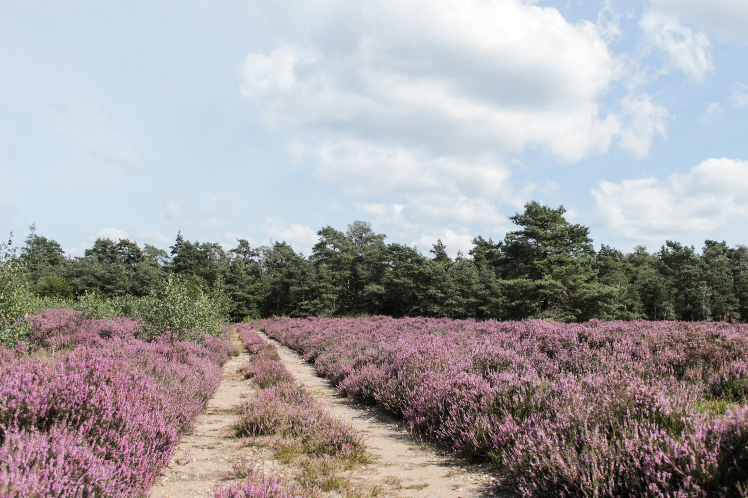 Gokken en toerisme in de Veluwe-regio: een onverwachte combinatie