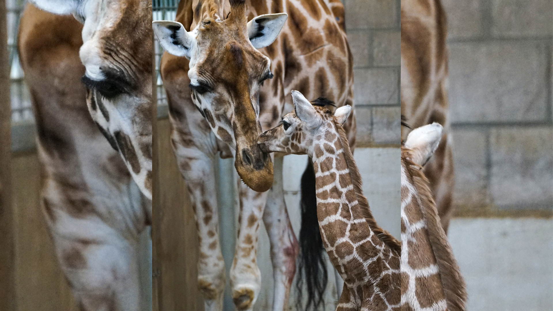 Pasgeboren giraffe Burgers’ Zoo overleden ondanks inzet verzorgers