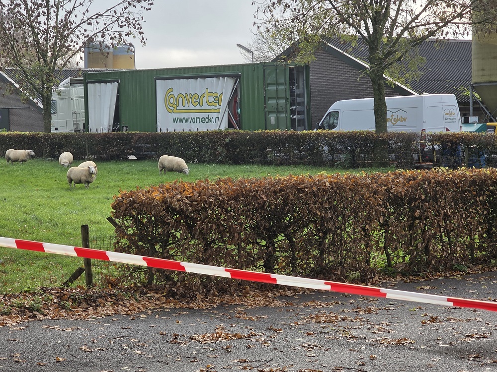 Vogelgriep in Bennekom; 20.000 dieren geruimd