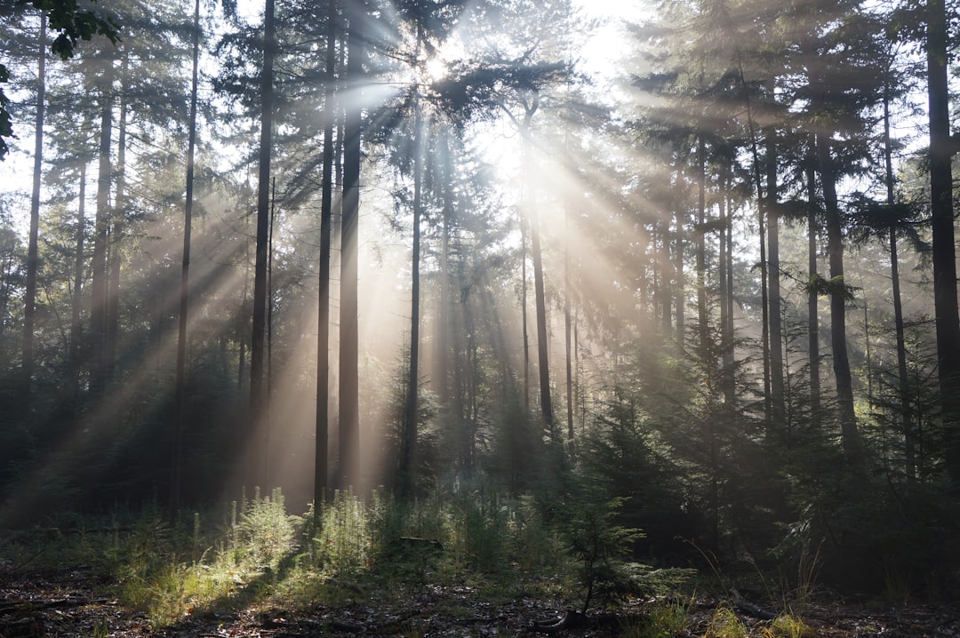 Veluwe Vibes: Ontspannen met Lokale Geluksmomenten en Vrijetijdsbesteding