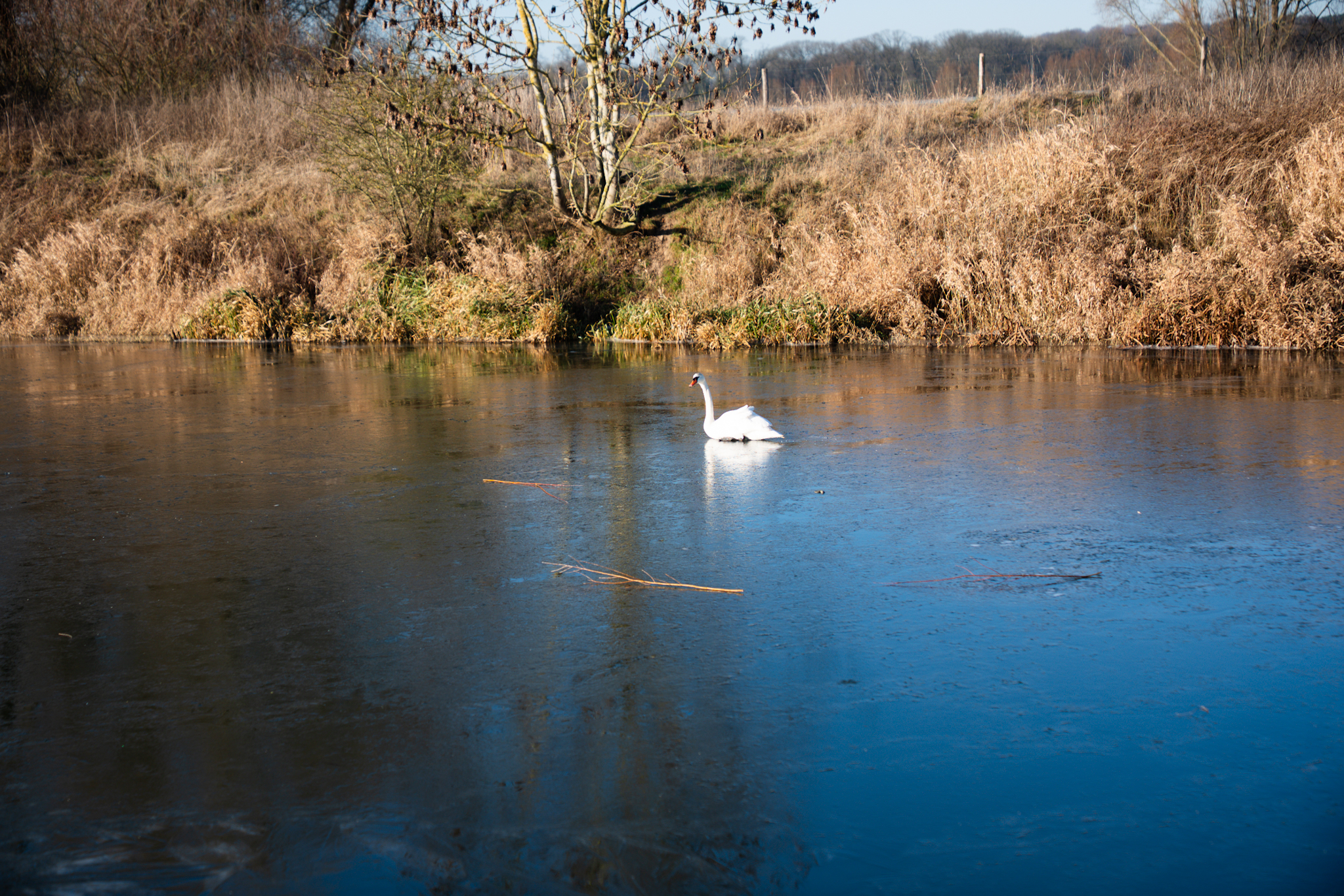 Brandweer rukt uit voor vastzittende zwaan op ijs