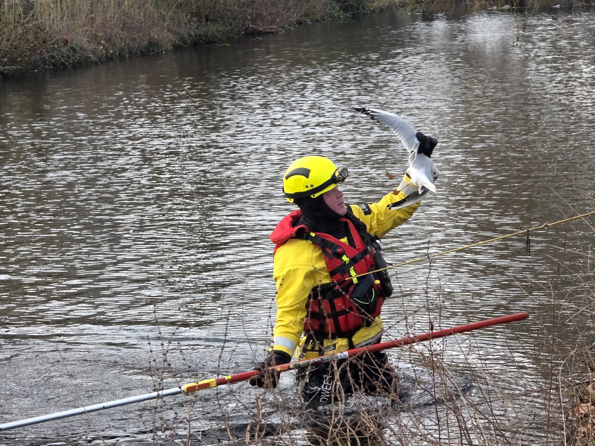 Brandweer redt meeuw die vastzat in boom aan visdraad