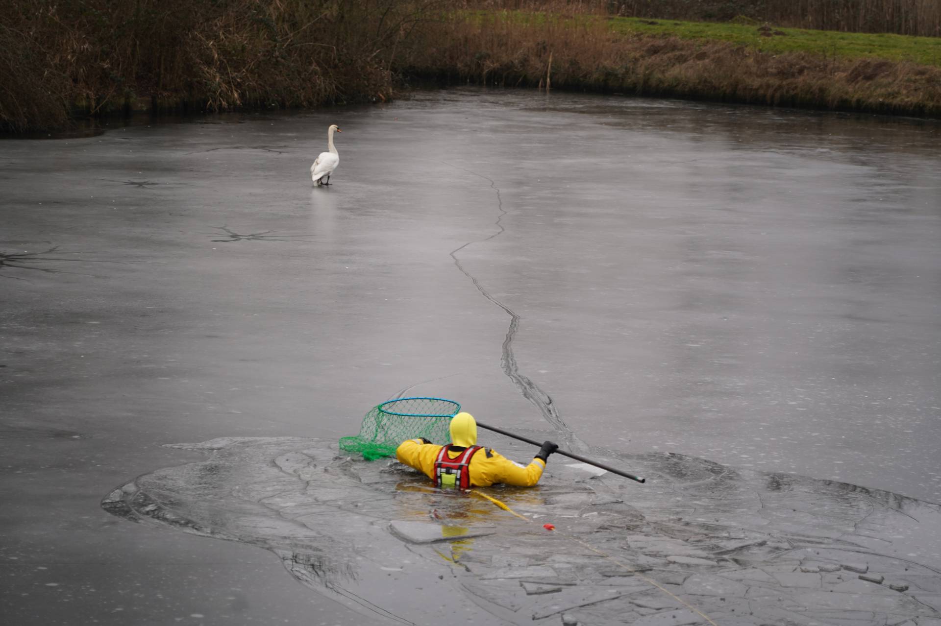 Brandweer redt zwaan met gebroken vleugel van ijs