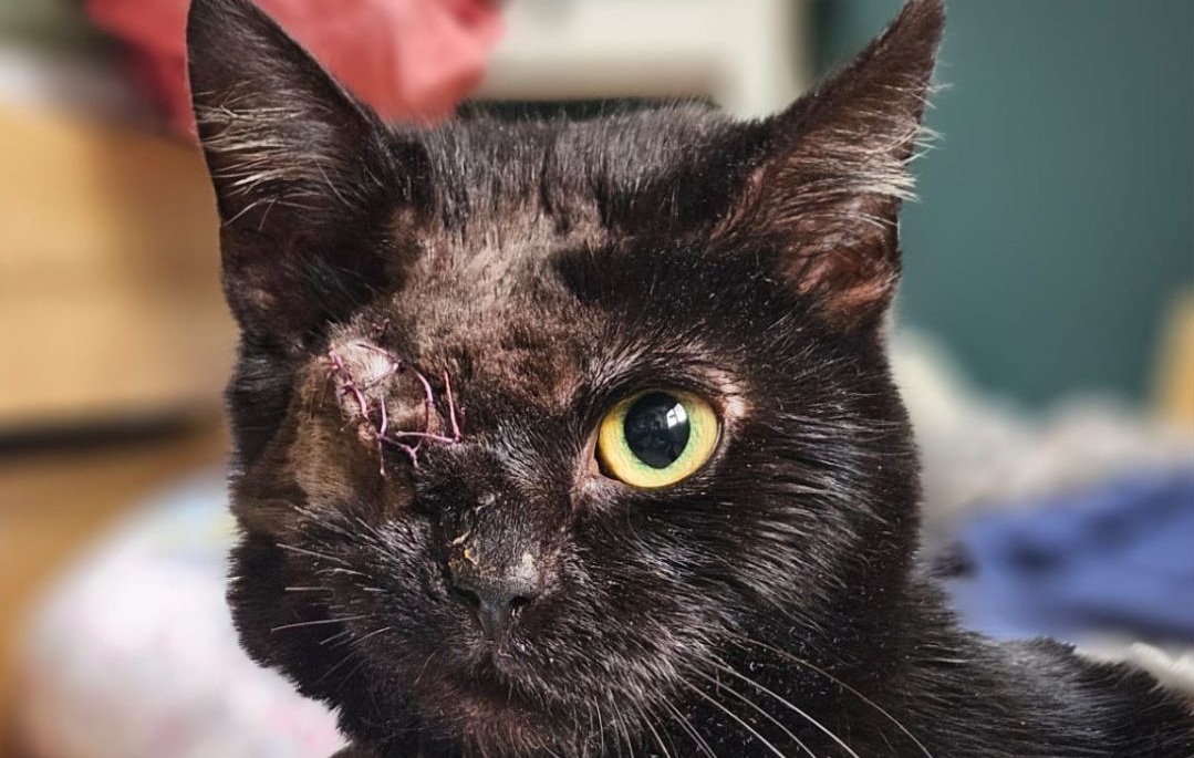 Twee kogels aangetroffen in kopje van kat Bambi