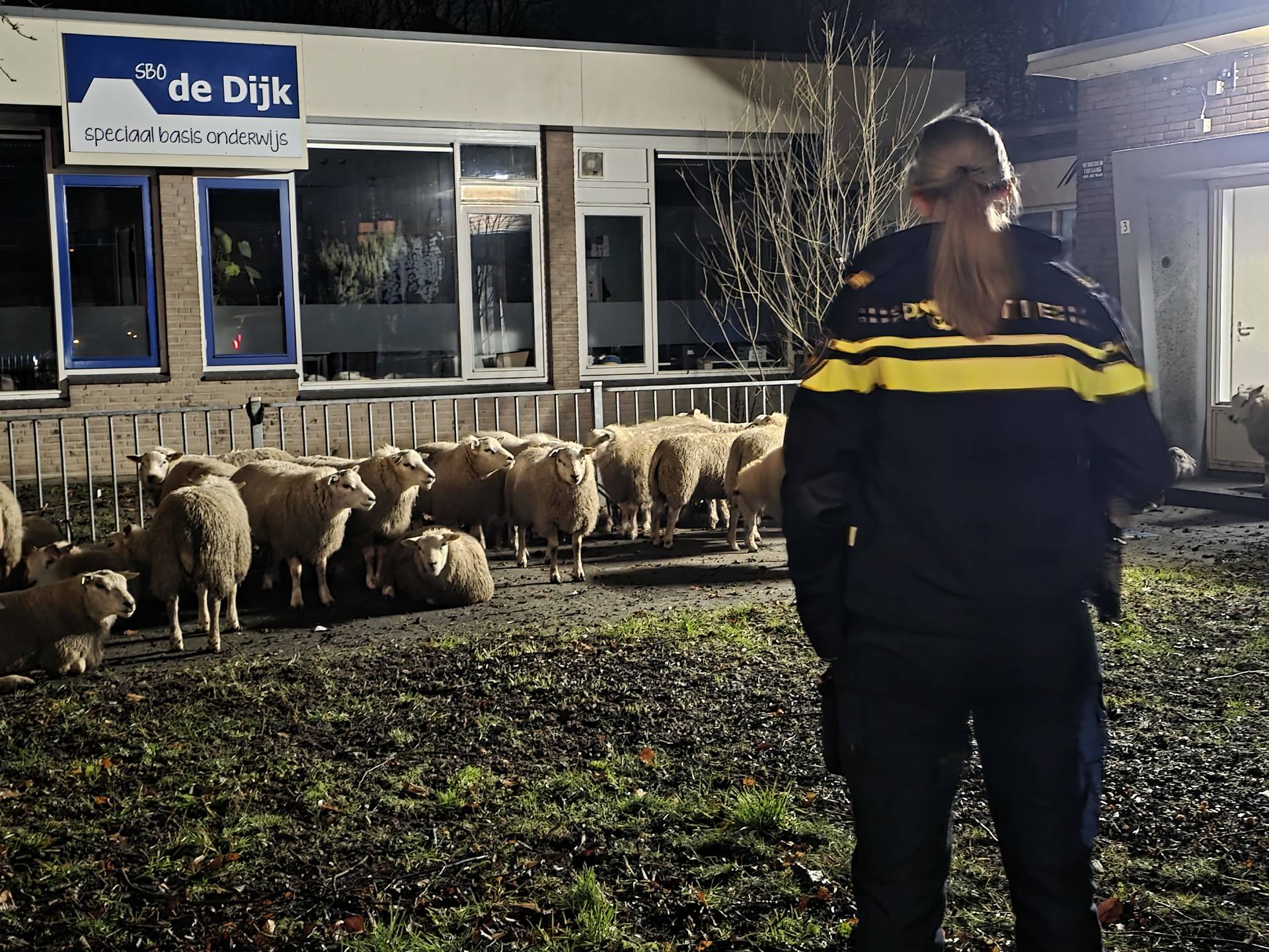 Bijzondere leerlingen bij school; Kudde schapen vindt onderdak bij speciaal onderwijs