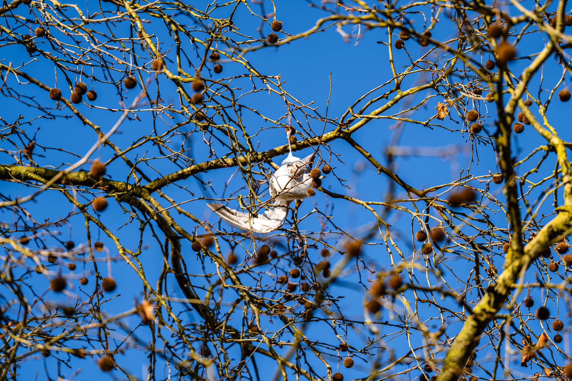 Meeuw hangt aan een touwtje vast in boom