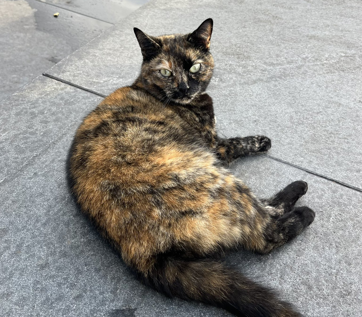 Kat Lili vermist na meenemen door vrouw bij station