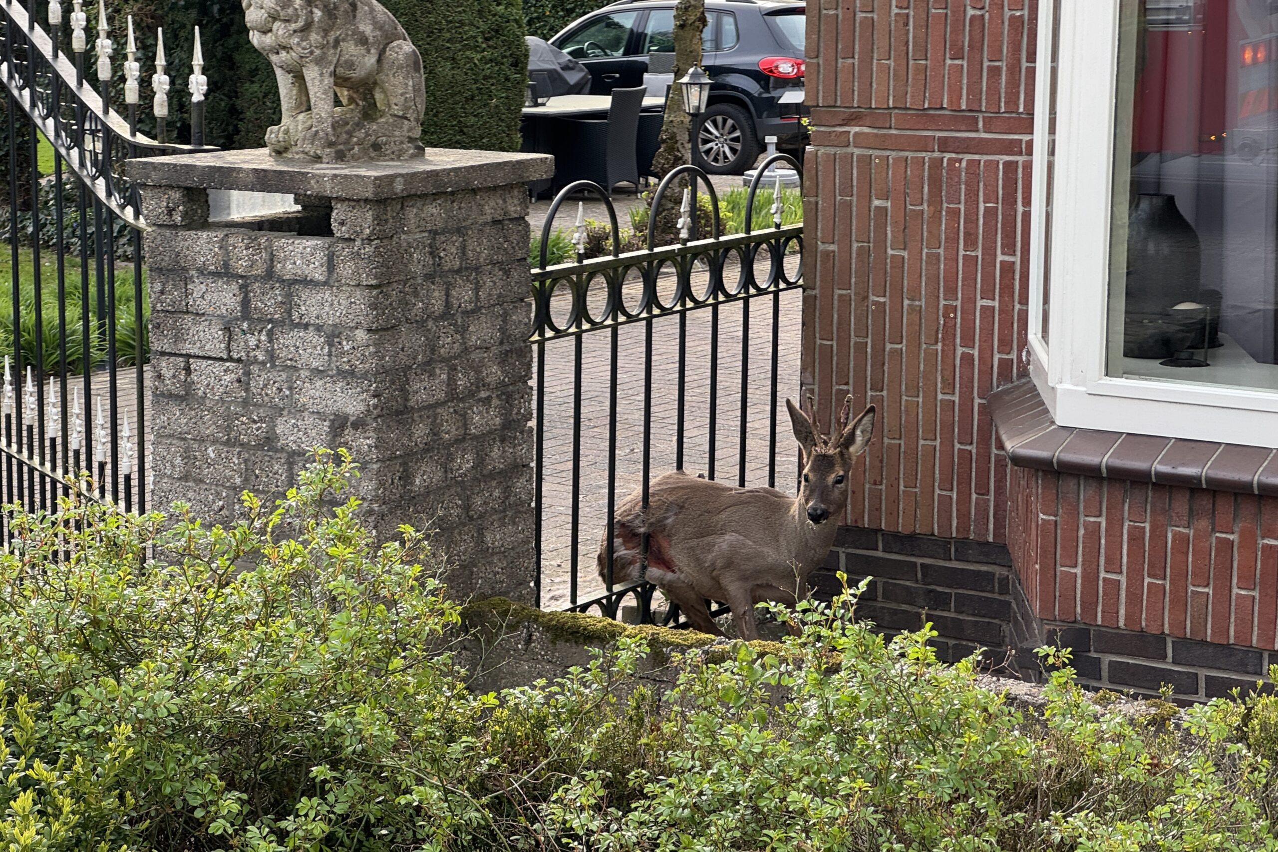 Ree vast tussen spijlen van hekwerk