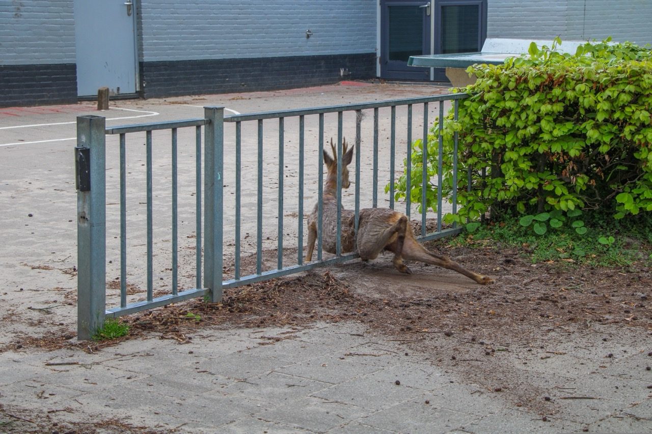 Ree vast in hekwerk na lange tocht door wijk