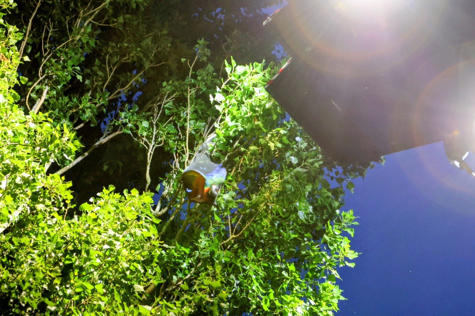 Brandweer haalt papegaai Jacco uit een hoge boom
