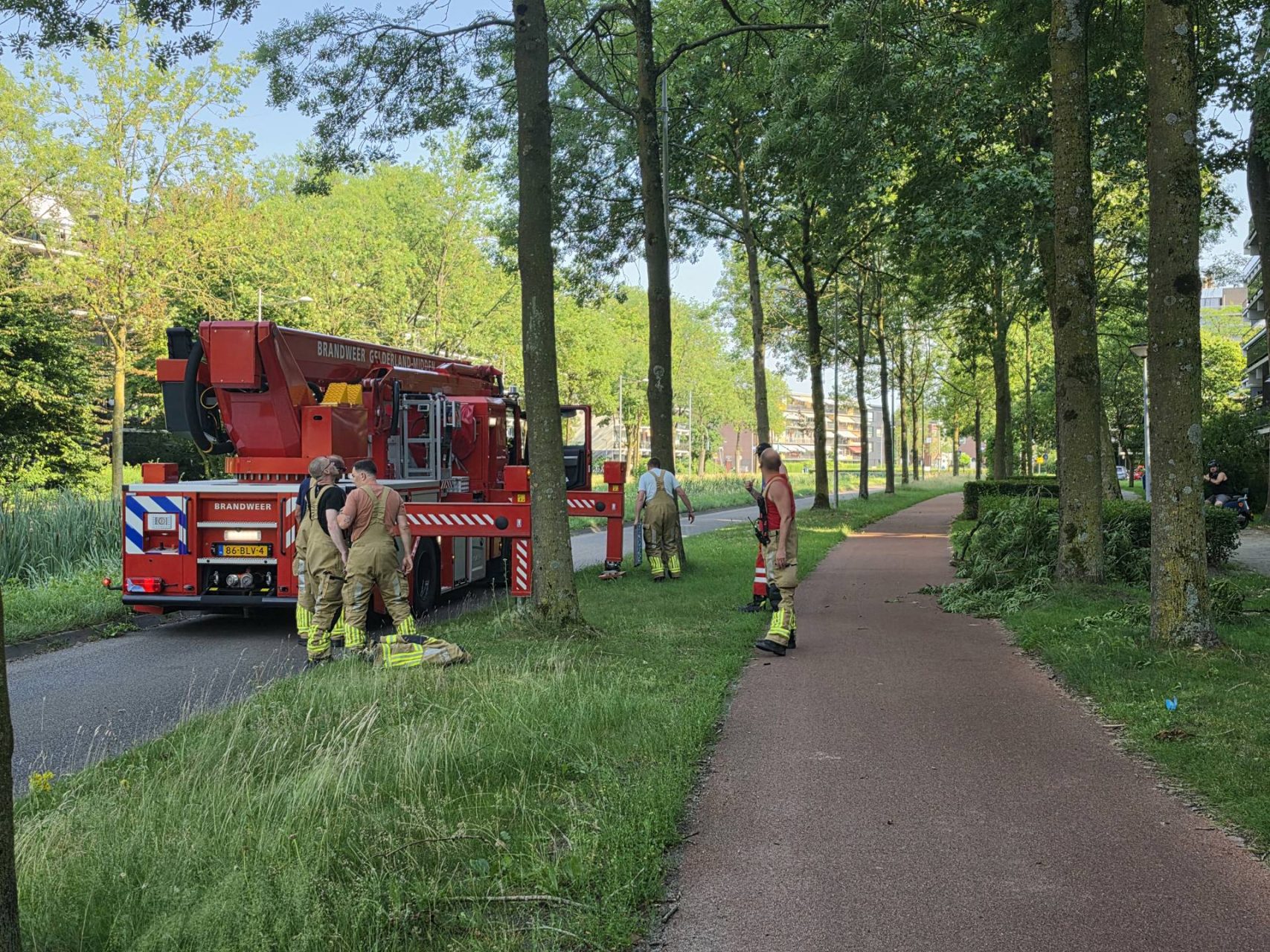 Vallende tak mist fietsster op haar na