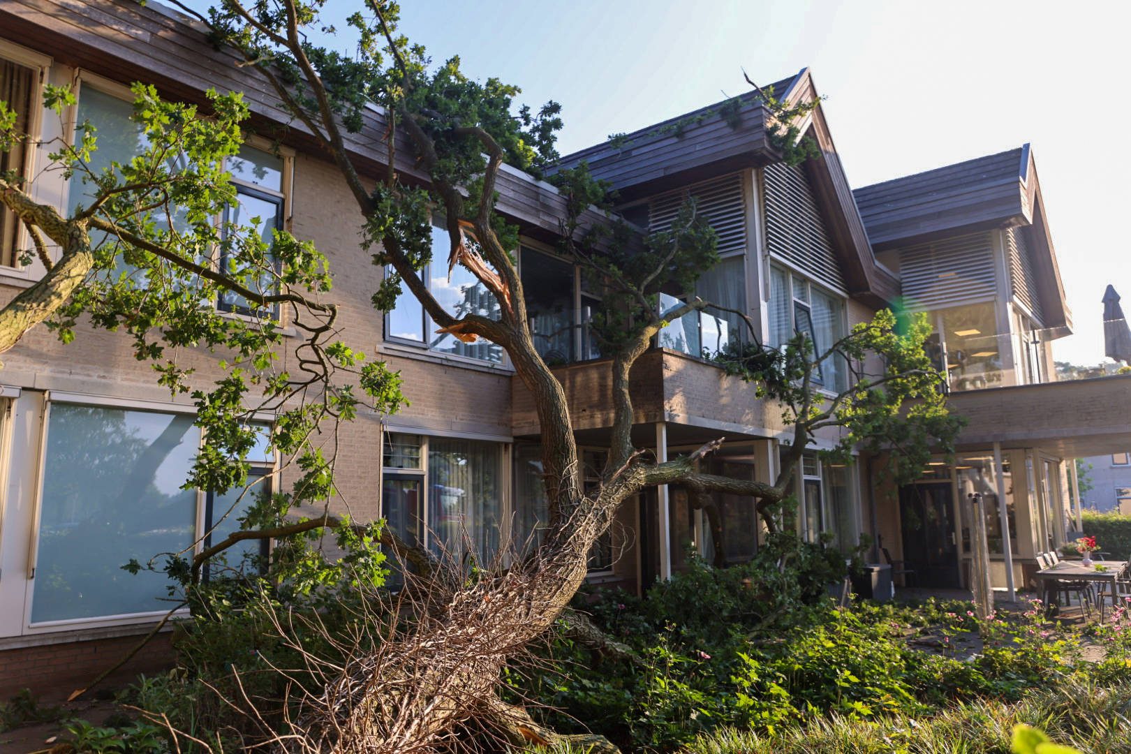Droogte velt grote boom die op dak zorgcentrum belandt