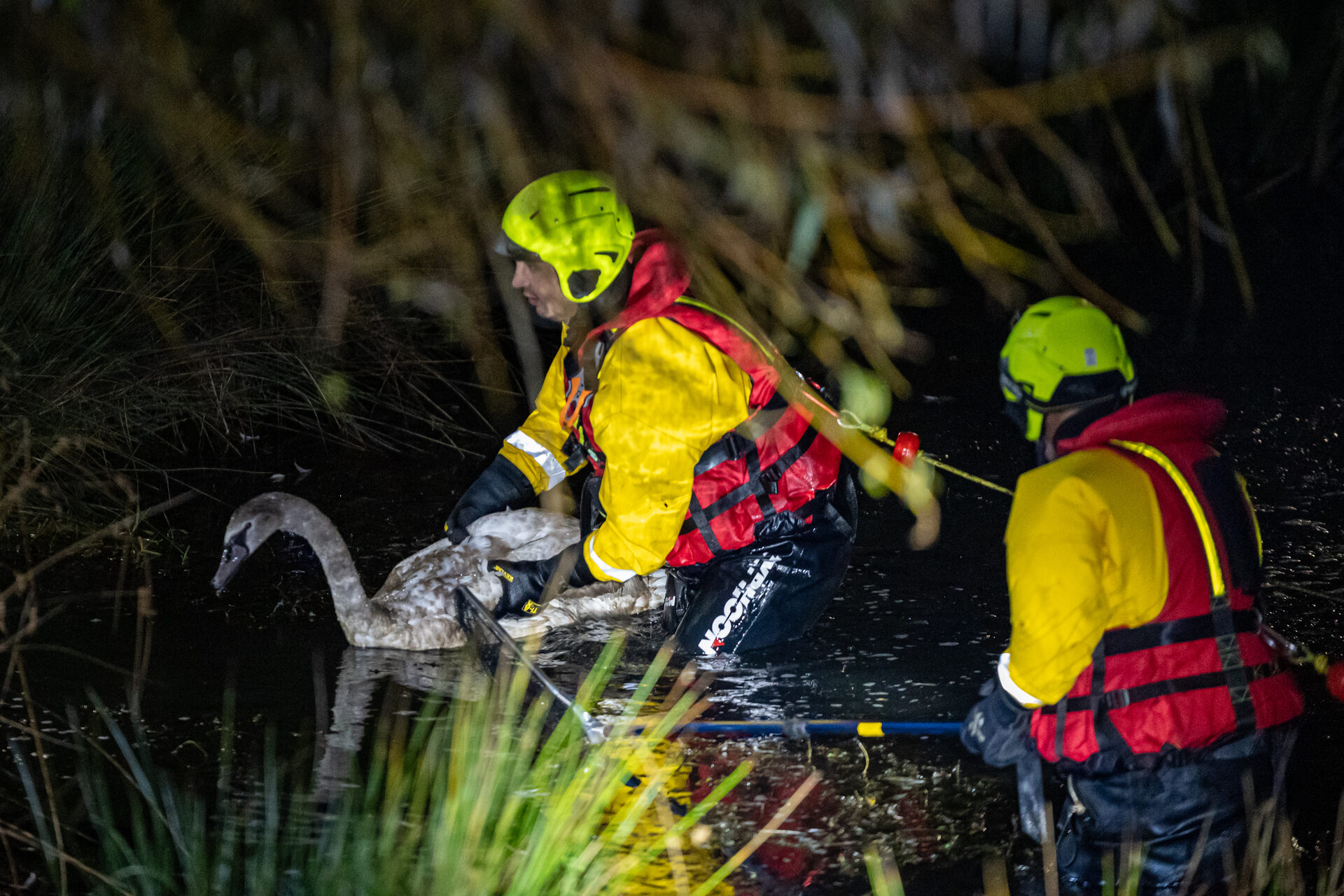 Jonge zwaan na bijna drie uur gered uit visdraad in Doetinchem